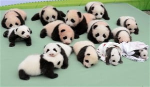 Panda Bakıcısı Nasıl Olunur ?